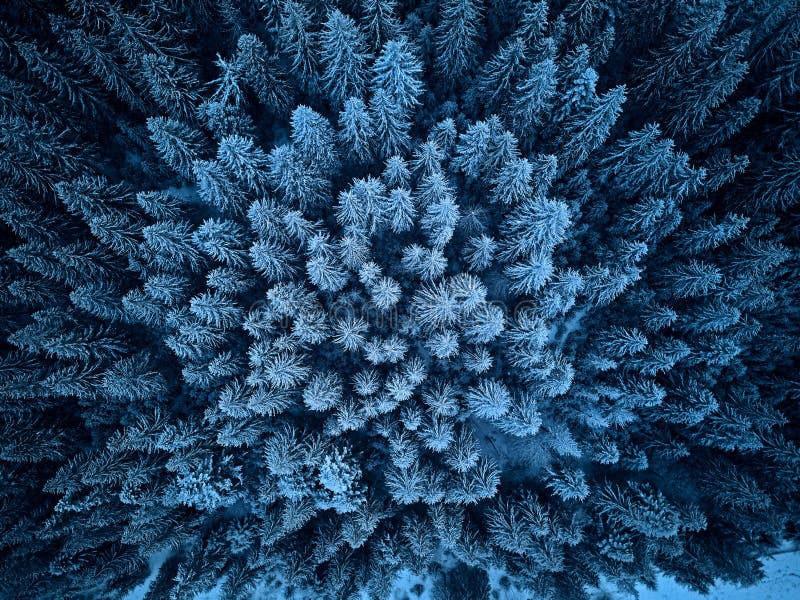 Aerial view from above of winter forest covered in snow. Pine tree and spruce forest top view. Cold snowy wilderness