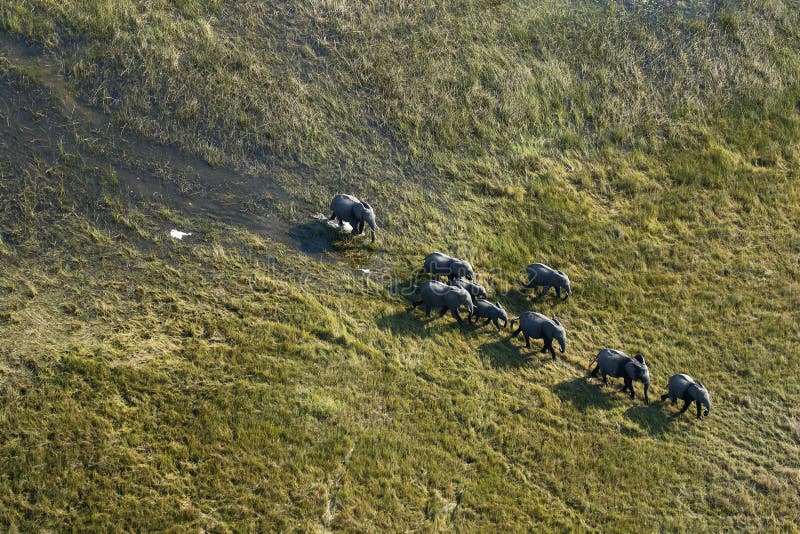 Aerial view of African Elephant herd