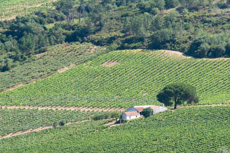 Aerial View of Agricultural Fields Vines Plantation Surrounded by Dense