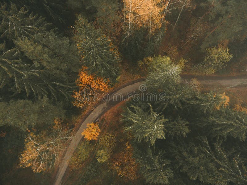 Aerial view of autumn colored forest.