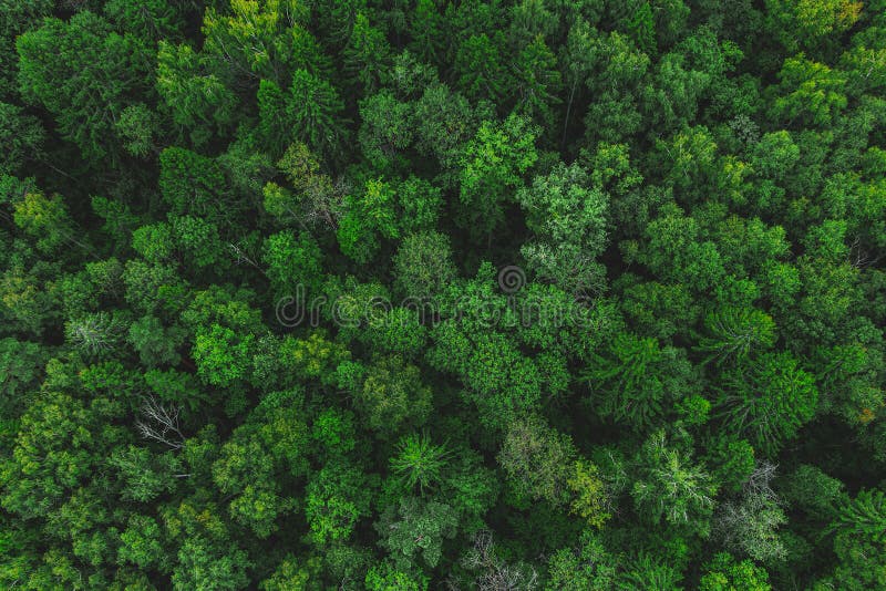 Aerial View Of The Beautiful Green Forest Forest Texture Top View