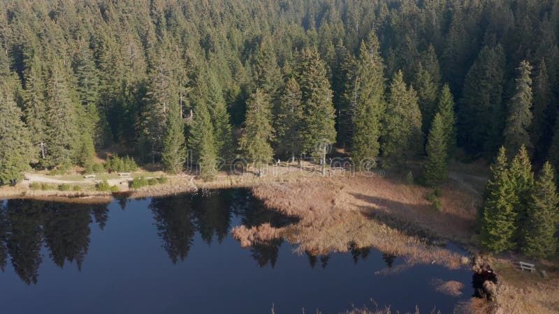 Black lake and marshes, forest in background on Pohorje mountain, Slovenia