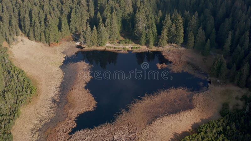 Black lake and marshes, forest in background on Pohorje mountain, Slovenia