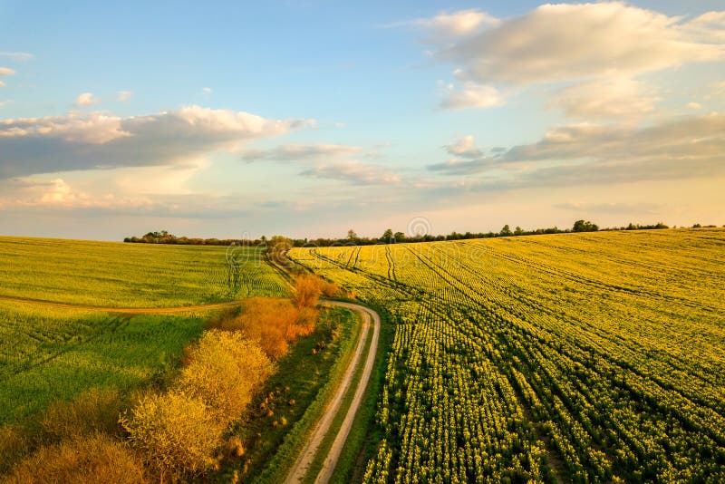 Aerial view of bright green agricultural farm field with growing rapeseed plants and cross country dirt road at sunset