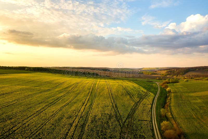 Aerial view of bright green agricultural farm field with growing rapeseed plants and cross country dirt road at sunset