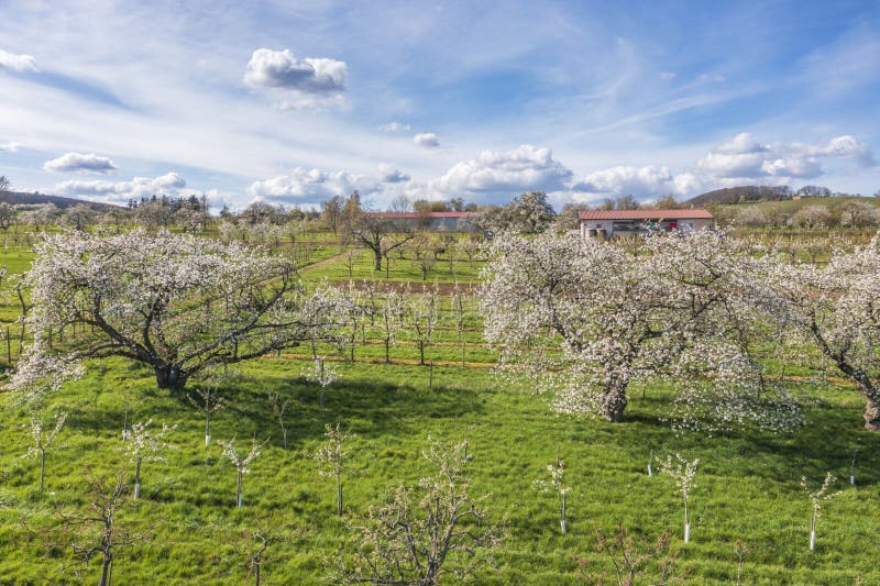 Aerial view of cherry blossoms in Rheingau near Frauenstein Germany. Aerial view of cherry blossoms in Rheingau near Frauenstein Germany