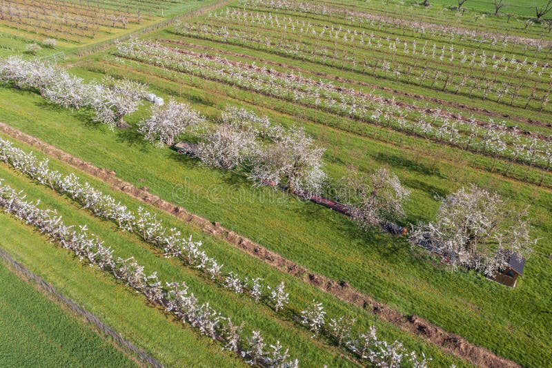 Aerial view of cherry blossoms in Rheingau near Frauenstein Germany. Aerial view of cherry blossoms in Rheingau near Frauenstein Germany