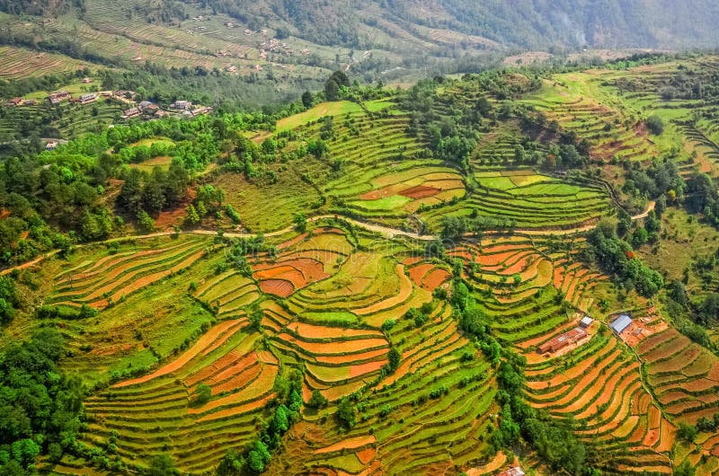 Aerial view of colorful rice field terraces