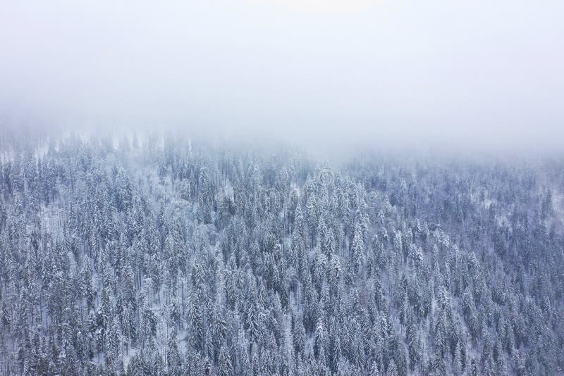 Aerial view on the coniferous forest in the mountains in winter.