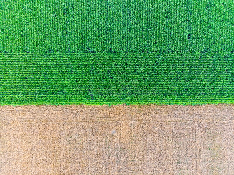 Aerial view of Corn field Top view.