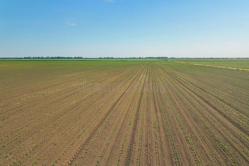 Aerial view of corn field. Young green Corn. Corn Aerial View.