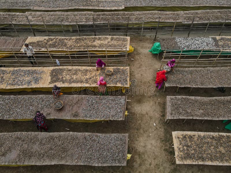 Fish Processing, Fish Factory Editorial Stock Image Image of industry