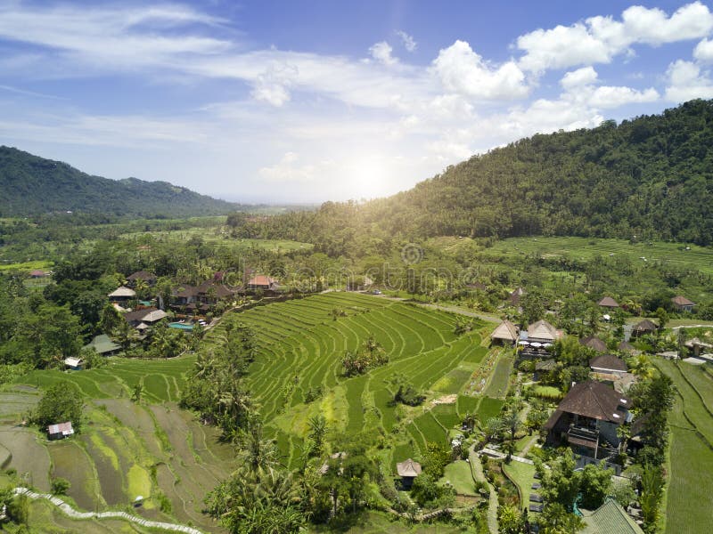 Aerial view from drone on rice terraces. Indonesia. Bali royalty free stock images Aerial view from drone on rice terraces. Indonesia. Bali royalty free stock images