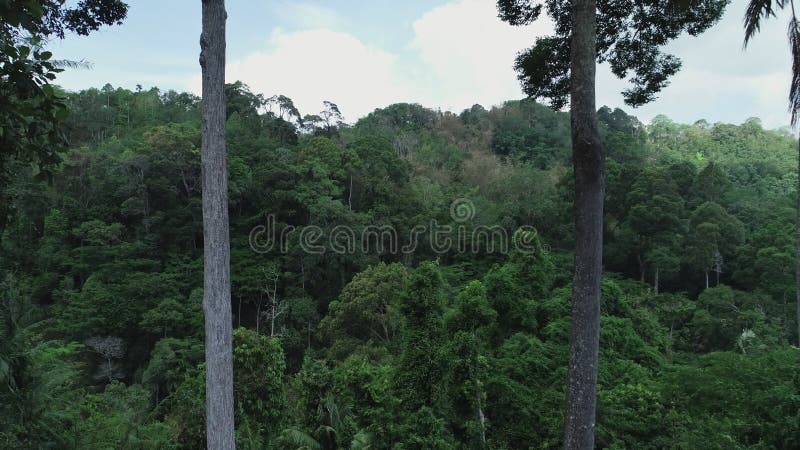 Aerial view drone video van grote bomen in regenwoud en jungle landschap 4.000 beelden van prachtige natuur buitenshuis.