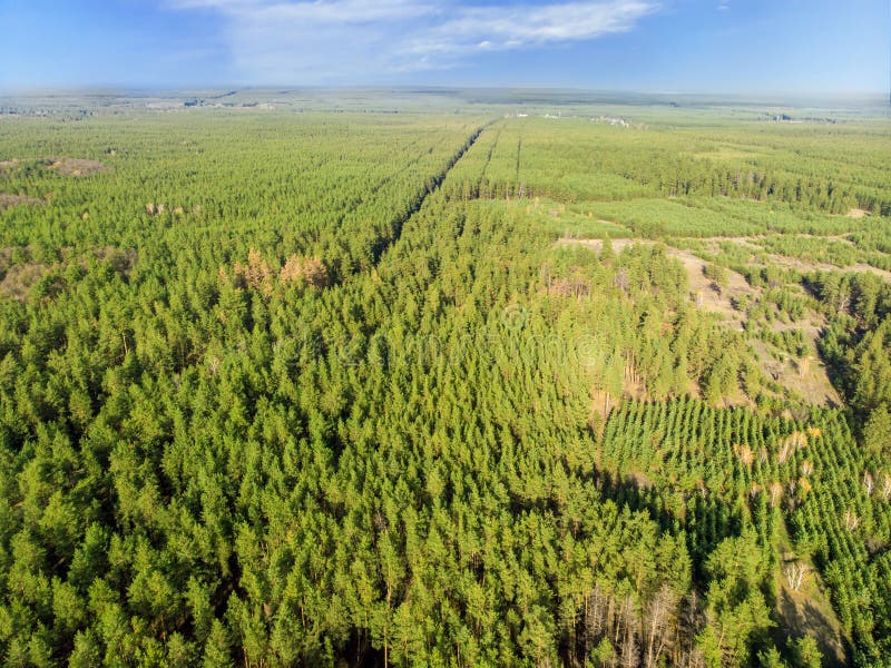 Aerial view of evergreen man planted pine foret. Straighr rows of trees. Greening of planet and eco-friendly royalty free stock images Aerial view of evergreen man planted pine foret. Straighr rows of trees. Greening of planet and eco-friendly royalty free stock images