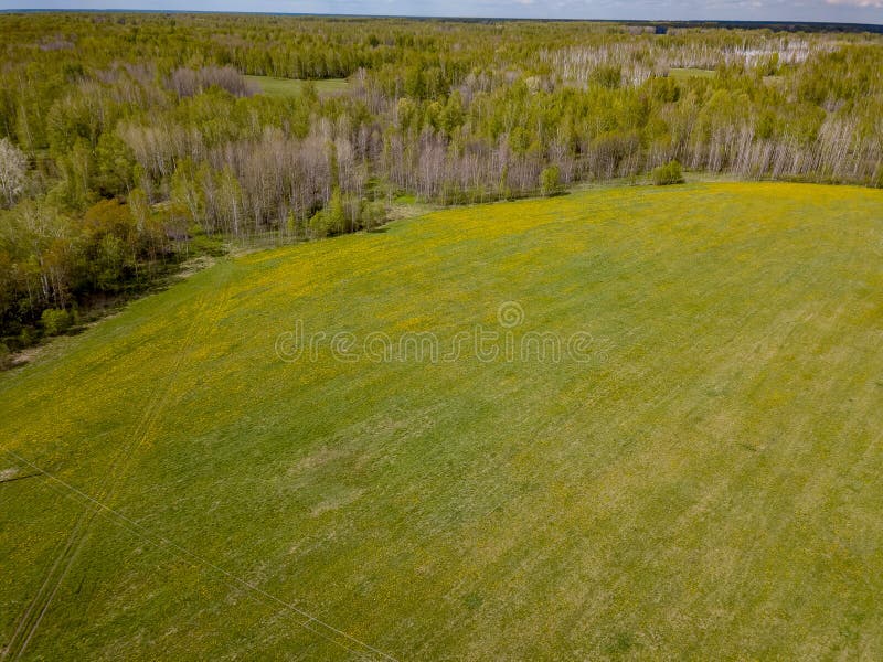 Aerial view of the field with green grass and yellow dandelions without people and garbage with forest and trees. Health and nature with the environment