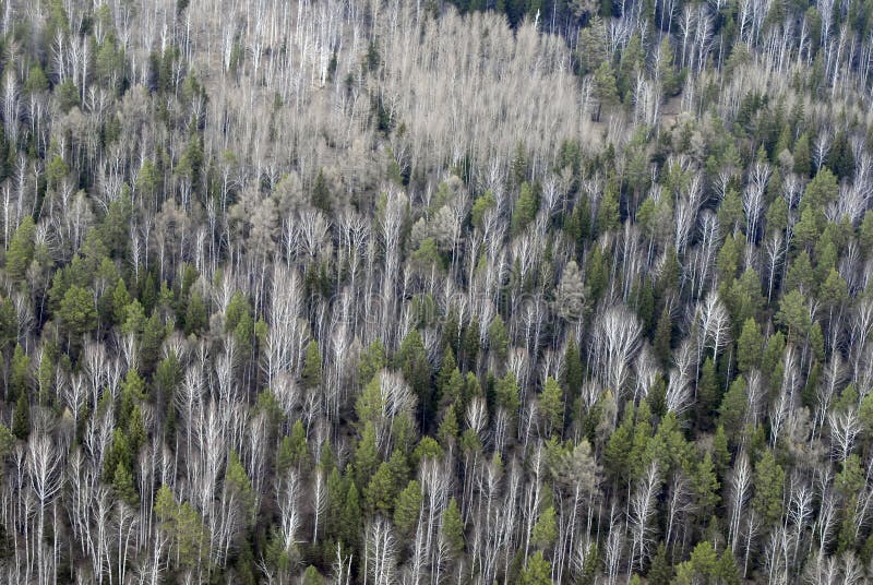 Aerial view of forest.