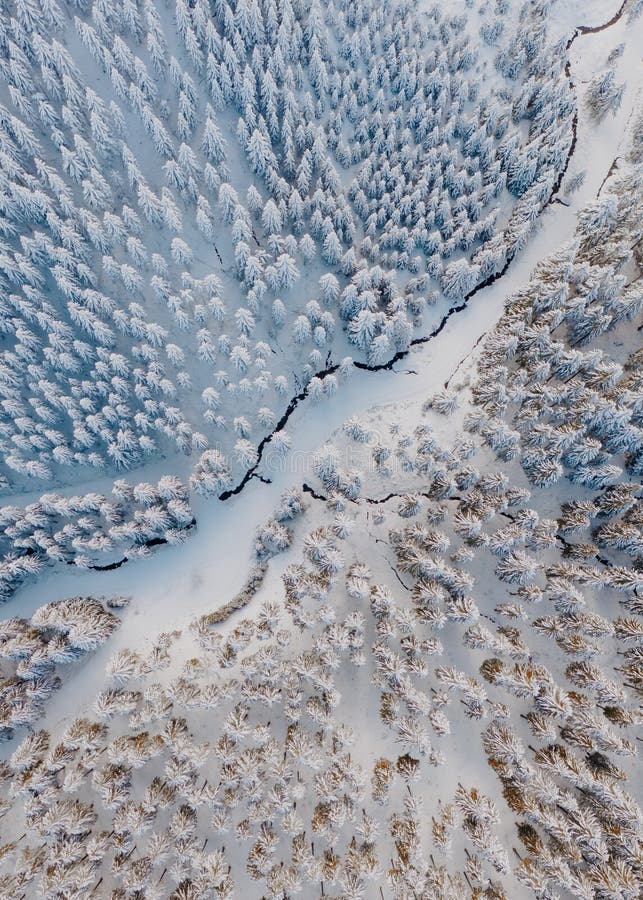 Aerial Trees And Snow In A Winter Forest Nature Background Top View