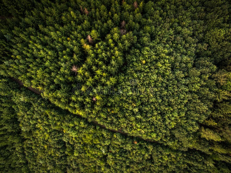 Aerial view of forests