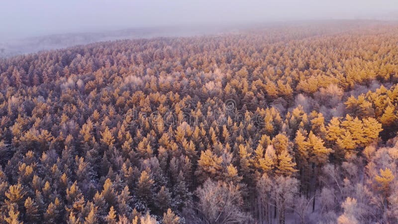 Aerial view of a frozen forest with snow covered trees at winter sunset.