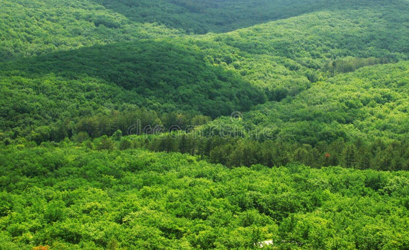 Aerial view of a green forest