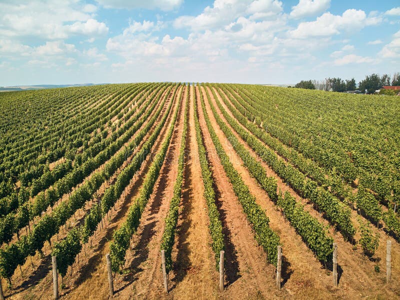 Aerial View of Green Vineyard Against Sky with Clouds Stock Photo ...