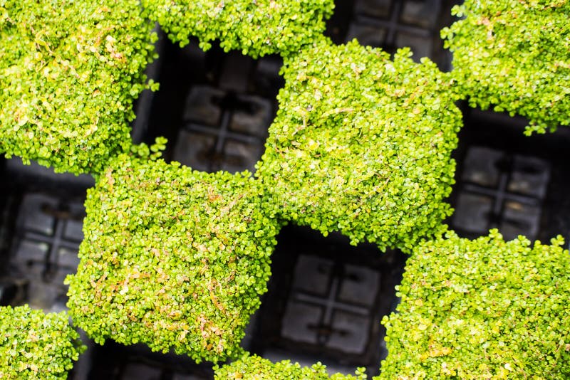 Potted Plants stock image. Image of greenery, nature 142227341