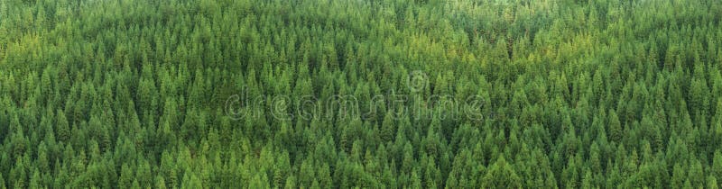 Aerial view of huge green healthy pine forest, panorama texture