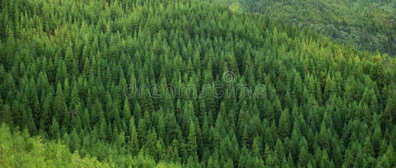 Aerial view of huge green healthy spruce tree forest, panorama texture