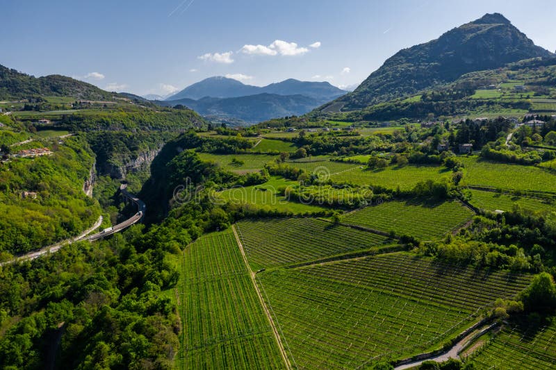 Aerial view of improbable green vineyards around the wine-making farm, meadows of Italian Alps, Trentino, green slopes of the