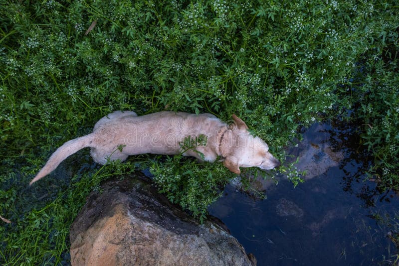 Aerial View of Labrador Playing in the River Stock Image Image of