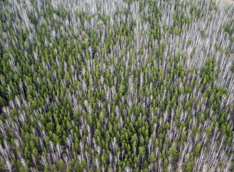 Aerial view of larch forest.