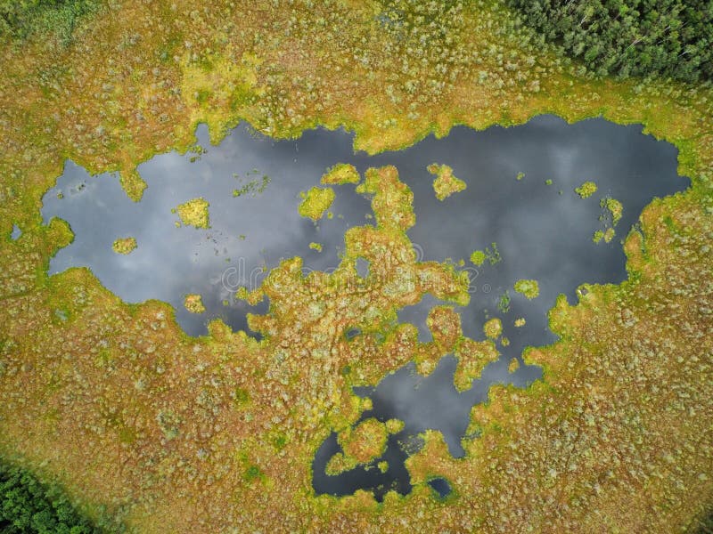 Aerial view of a marsh surrounded by dense forest. The marsh features a mix of green vegetation and murky water patches. The lush greenery and clear water areas create a contrasting pattern across the landscape. The forest encircling the marsh appears dense and vibrant, emphasizing the natural, undisturbed environment. The image captures the tranquility and complexity of wetland ecosystems, showcasing the interplay of land and water with varying textures and colors. Dense patches stock images, royalty-free photos and pictures