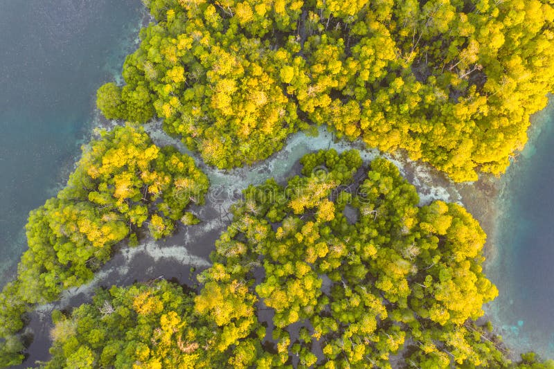 Aerial View of Narrow Mangrove Channel in Raja Ampat