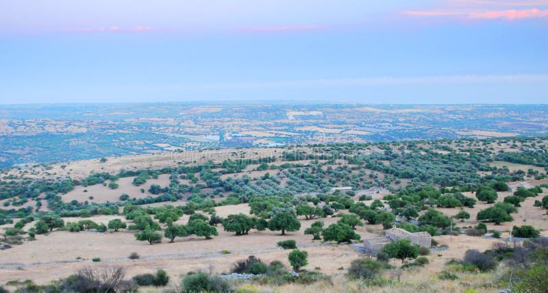 Aerial view of olive groves stock images