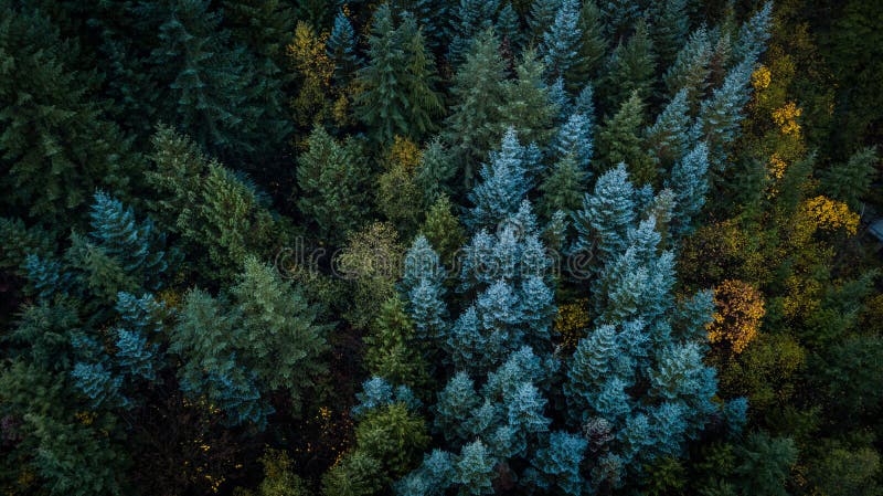 An aerial view over a forest with evergreen trees and deciduous trees changing colors in Washington State. An aerial view over a forest with evergreen trees and deciduous trees changing colors in Washington State.