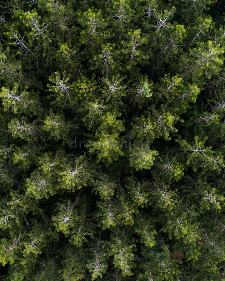Coke salvage Define Aerial View Over a Pine Tree Forest. Stock Image - Image of color, fresh:  143325411