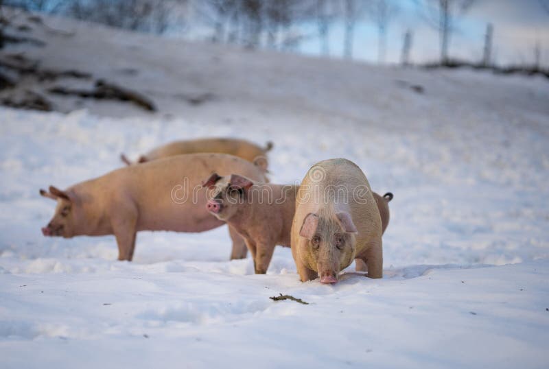 Aerial View of Pigs in Snow Covered Field Stock Image Image of cold