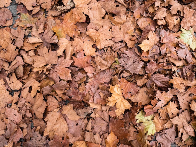 Aerial view of a pile of dry leaves scattered and piled up on the ground after the fall of the shade trees Platanus Ã— hispanica