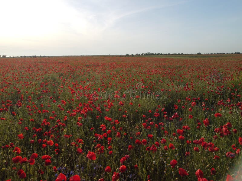 Aerial view on poppy field at sunset, with red poppies and wildflowers glowing in the evening light. Beautiful field