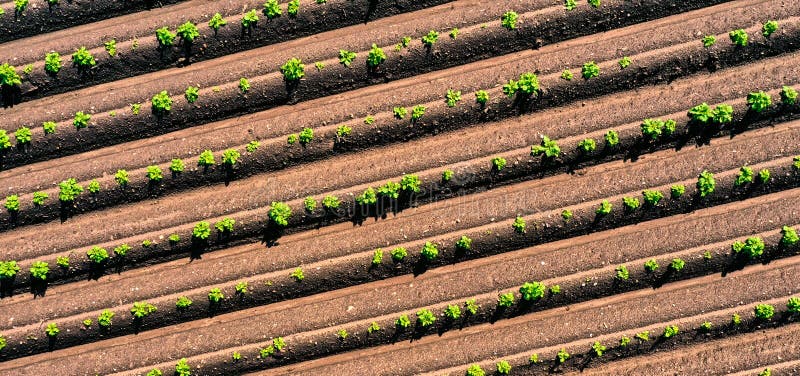 Aerial view of potato field in spring with young small green leaves of potato plants, geometric abstract furrows