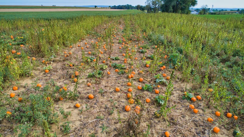 Aerial view of pumpkin fields