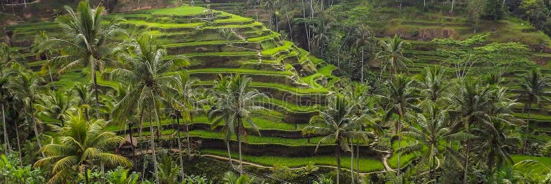 Aerial View of Rice Terraces. Jatiluwih Rise Terrace, Bali, Indonesia Stock  Image - Image of tropical, plantation: 183628011