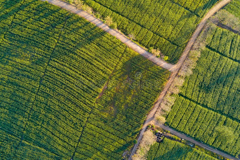 Aerial view of rural road in green corn field stock images Aerial view of rural road in green corn field stock images