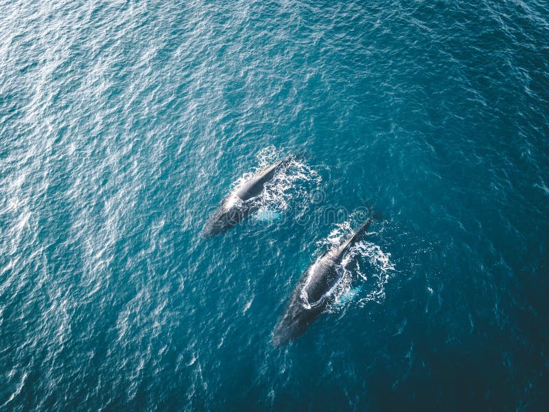 Aerial view of several humpback whales diving in the ocean with blue water and blow. Showing white fin in atlantic ocean
