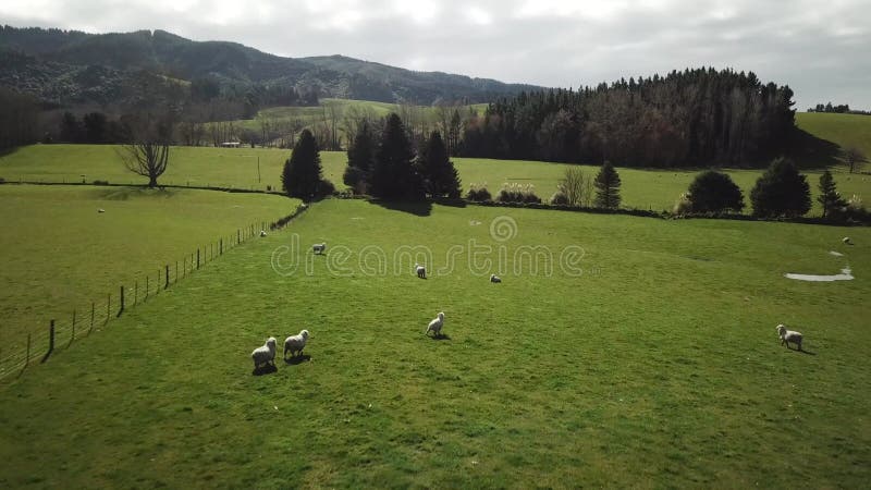 Aerial View of Sheep Herd on Farming Field in Countryside of New Zealand