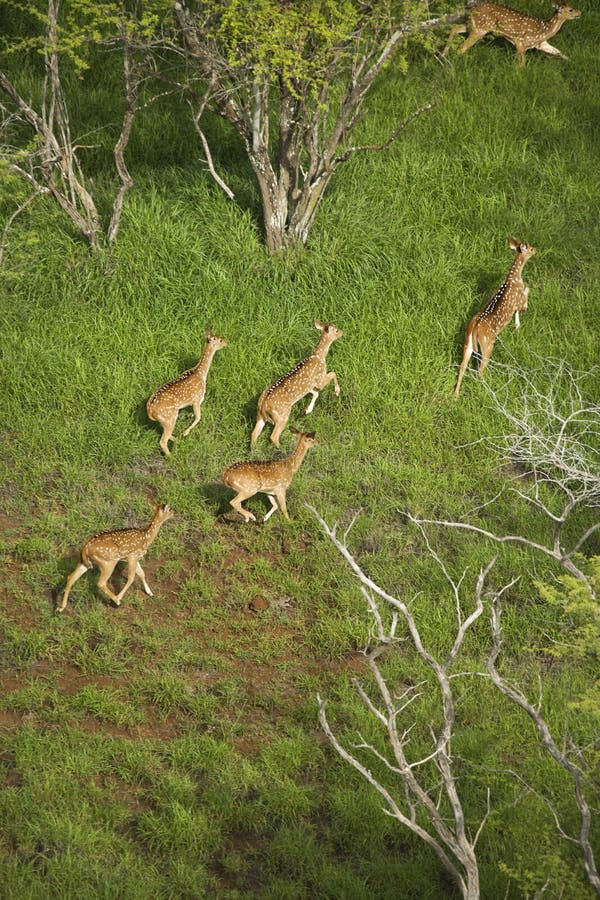 Aerial view of spotted deer. stock photo Aerial view of spotted deer. stock photo
