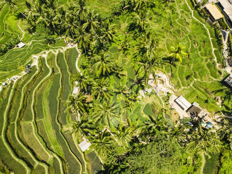 Aerial view of terrace paddy field stock image Aerial view of terrace paddy field stock image