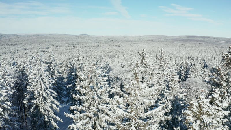 Aerial view of vast woods, covered in fresh snow