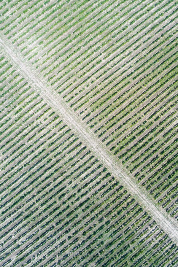 Vineyard aerial view